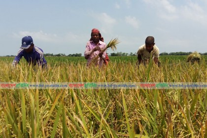 ফসল হারানোর শঙ্কায় আধাপাকা ধান কাটা শুরু