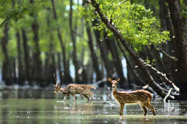 লোকালয়ে আসা হরিণ সুন্দরবনে অবমুক্ত

