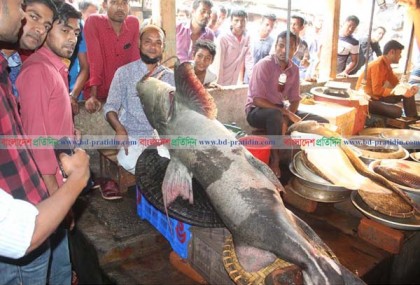সিলেটে ২০০ কেজি ওজনের বাঘাইড় মাছ!