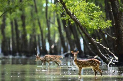 লোকালয়ে আসা হরিণ সুন্দরবনে অবমুক্ত

