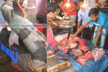 কেটে সোয়া দুই লাখে বিক্রি হল সেই বাঘাইড় মাছ!