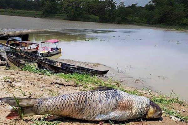 হালদা নদীতে মা মাছ নিধনের দায়ে একজনের কারাদণ্ড