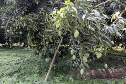 রাসায়নিকের ব্যবহার বন্ধে আমবাগানে আইনশৃঙ্খলা বাহিনী  মোতায়েনের নির্দেশ
