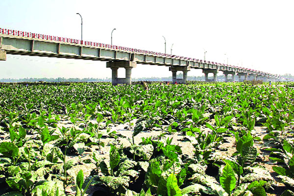 তিস্তা এখন আবাদি জমি