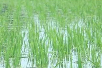 ঘাটাইলে খাল ভরাটের কারণে জলাবদ্ধতা, ফসলের ক্ষতি

