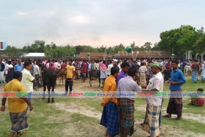 স্কুল মাঠে পশুর হাট, স্বাস্থ্য ঝুঁকিতে শিক্ষার্থীরা