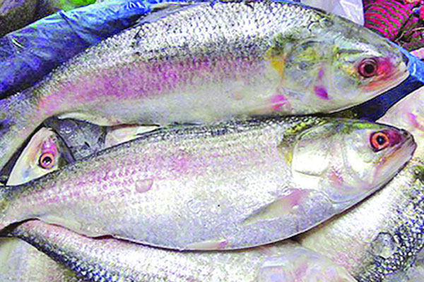সিলেটে ইলিশের বাজারে আগুন