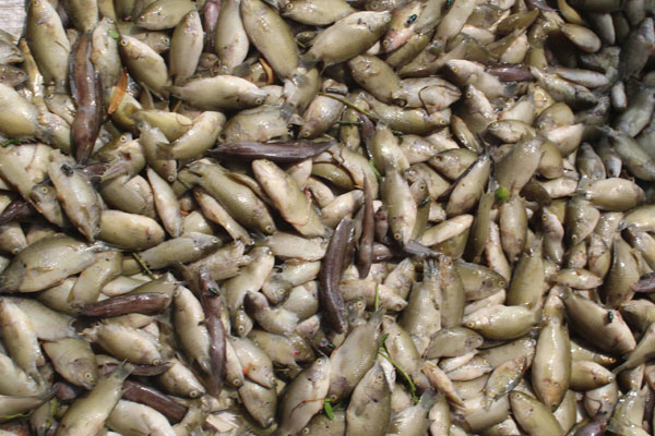 নরসিংদীর পলাশে বিষ ঢেলে মাছ নিধন

