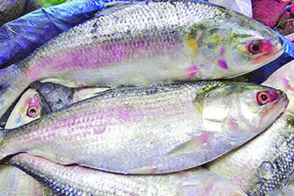সিলেটে ইলিশের বাজারে আগুন