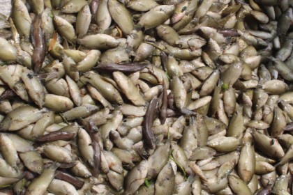 নরসিংদীর পলাশে বিষ ঢেলে মাছ নিধন

