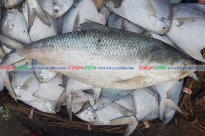 এক ইলিশের দাম সাড়ে ৪ হাজার টাকা!
