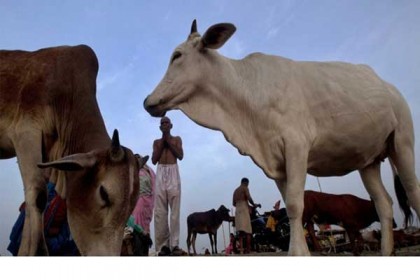 আদালতে গরুর হাজিরা! 
