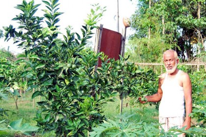 বিশ্বনাথে মাল্টা চাষে আগ্রহ বাড়ছে