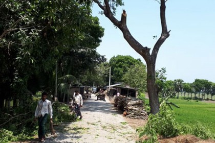 ফরিদপুরে ইউপি চেয়ারম্যানের বিরুদ্ধে সরকারি রাস্তার গাছ কেটে নেওয়ার অভিযোগ