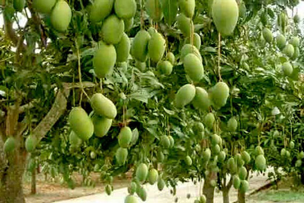 আমবাগানে পুলিশ মোতায়েন নয়, মনিটরিংয়ের নির্দেশ হাইকোর্টের