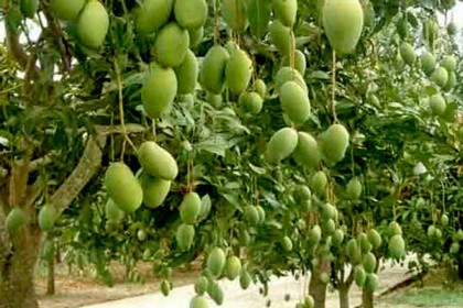 আমবাগানে পুলিশ মোতায়েন নয়, মনিটরিংয়ের নির্দেশ হাইকোর্টের
