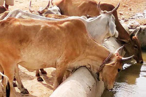 গরু ধর্ষণের অভিযোগে যুবক গ্রেফতার! 