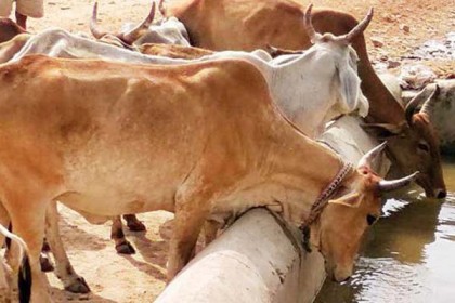 গরু ধর্ষণের অভিযোগে যুবক গ্রেফতার! 