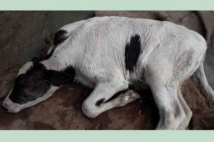 ভুল চিকিৎসায় গরুর মৃত্যু, ইউএন’র কাছে অভিযোগ