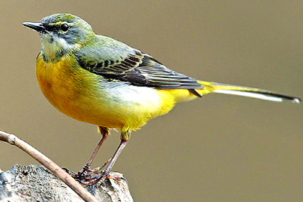 ধূসর খঞ্জনের স্লিম গড়ন