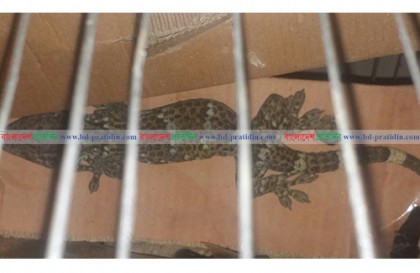 নাসিরনগরে তক্ষকসহ পাচারকারী আটক