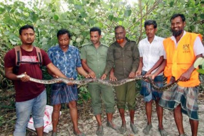লোকালয় থেকে উদ্ধার অজগর সুন্দরবনে অবমুক্ত

