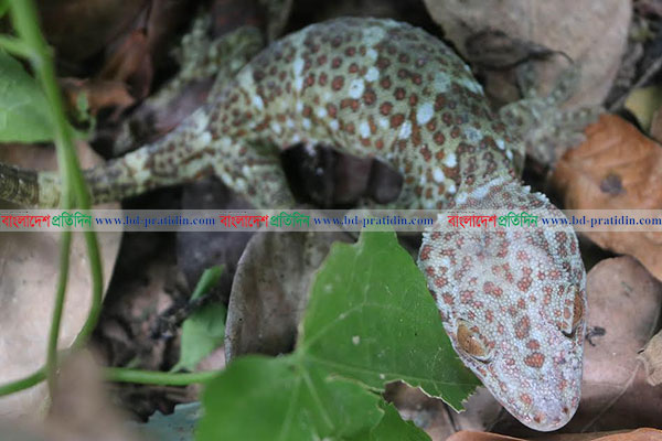 ব্রাহ্মণবাড়িয়ায় বিরল প্রজাতির সেই তক্ষক অবমুক্ত
