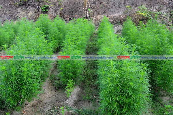 সবজি ক্ষেতের আড়ালে ২০ শতক জমিতে গাঁজা চাষ!