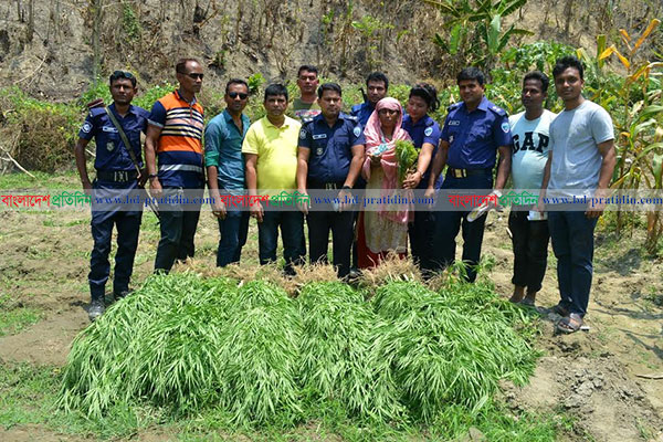 বাংলাদেশ প্রতিদিন'র খবরে ১ ঘণ্টায় ধ্বংস হল সেই গাঁজা ক্ষেত