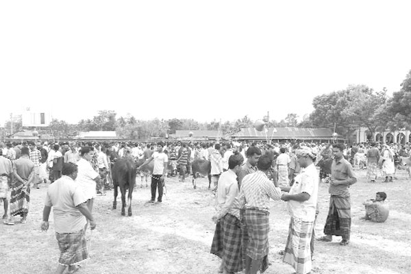 স্কুলমাঠে পশুর হাট!