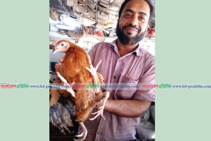 ঝিনাইদহে এক মুরগীর ৪ পা!