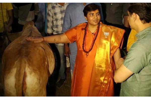 গোধন অমৃত সমান!
