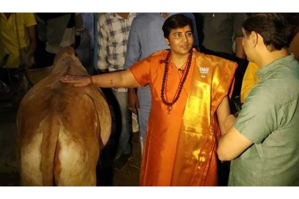 গরুর মূত্রে ক্যান্সার নিরাময় হয়েছে, দাবি বিজেপি প্রার্থীর