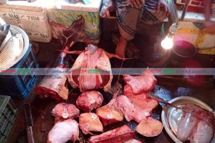 সিলেটের বাজারে ২ লাখ টাকার বাঘাইড়