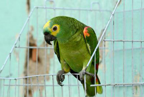 মাদক ব্যবসায় জড়িত টিয়া পাখি গ্রেফতার 