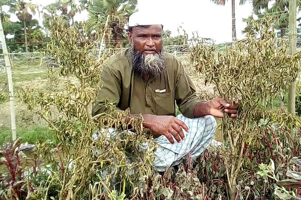 কলাপাড়ায় ফসলের সঙ্গে শত্রুতা!

