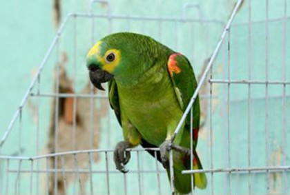 মাদক ব্যবসায় জড়িত টিয়া পাখি গ্রেফতার 