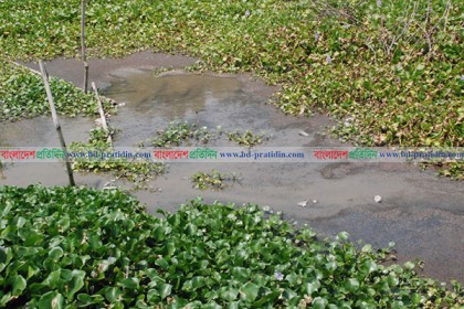 বারাসিয়া নদীতে বর্জ্য ফেলায় রোগবালাই বাড়ছে, মরছে মাছ