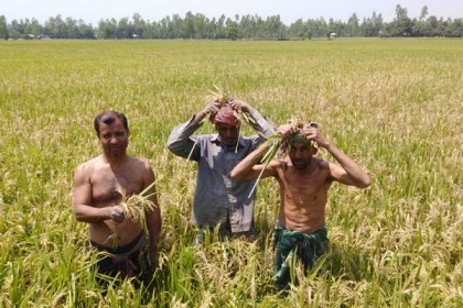ধানে ব্লাস্ট রোগ, দিশেহারা কৃষক

