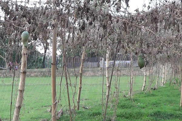 দুর্গাপুরে চাল কুমড়া চাষে ক্ষতির মুখে কৃষক

