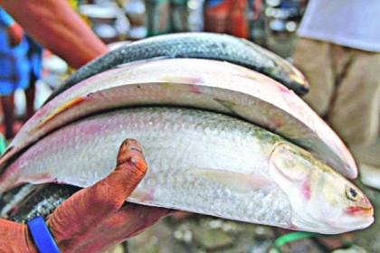 দুই মাস পর শুরু হয়েছে ইলিশ শিকার