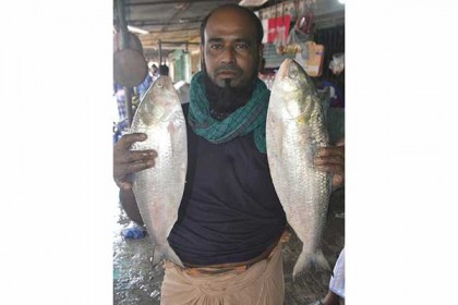 ২ মাস বিরতির পরও বরিশালের বাজারে ইলিশের সরবরাহ কম