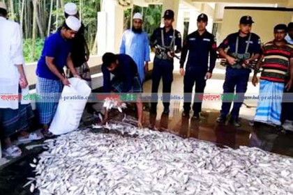 রায়পুরে ২০ মণ জাটকা আটক