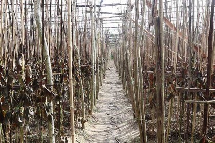 চুয়াডাঙ্গায় সাড়ে ৮ বিঘা জমির পানবরজ পুড়ে ছাই