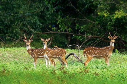 ঘূর্ণিঝড় ফণী: সুন্দরবনে মৃত্যুর মুখে অসংখ্য বন্যপ্রাণী 


