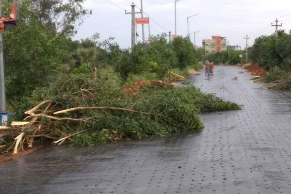 বরগুনা ও ভোলায় গাছ চাপা পড়ে নিহত ৩