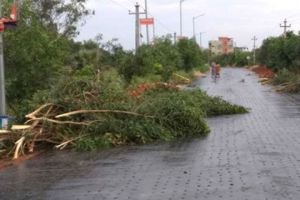 বরগুনা ও ভোলায় গাছ চাপা পড়ে নিহত ৩