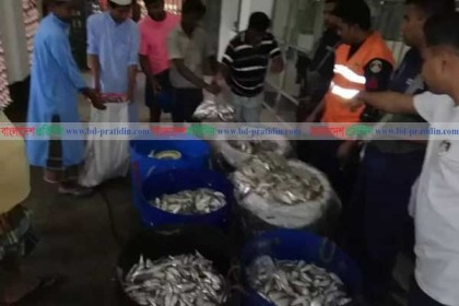 রায়পুরে ১ হাজার কেজি জাটকা জব্দ
