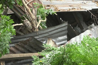 লক্ষ্মীপুরে গাছ চাপায় নারী নিহত, অর্ধশতাধিক ঘরবাড়ি বিধ্বস্ত