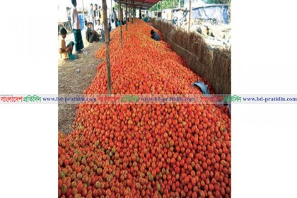 দিনাজপুরে টমেটোর বাম্পার ফলন 